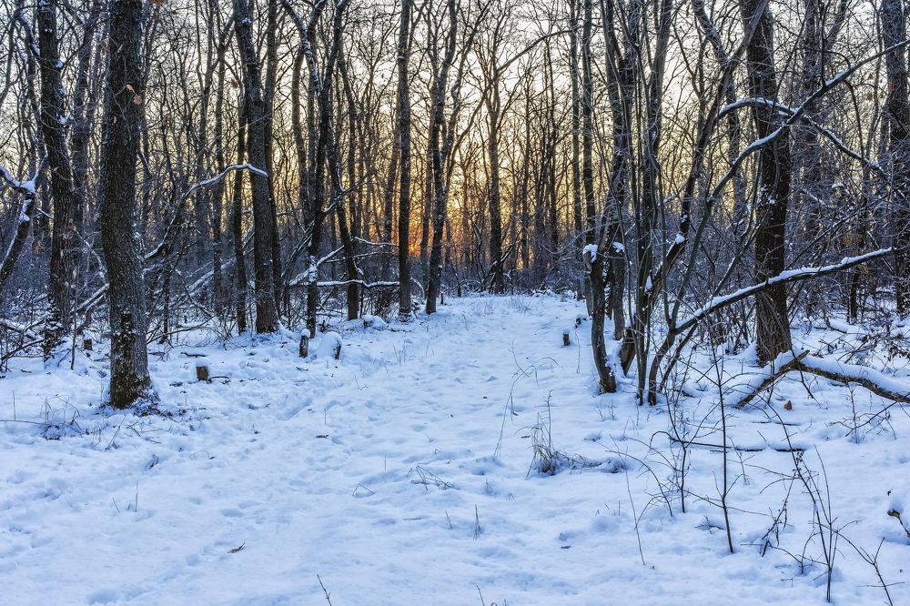 Зимняя дорога в лесу
