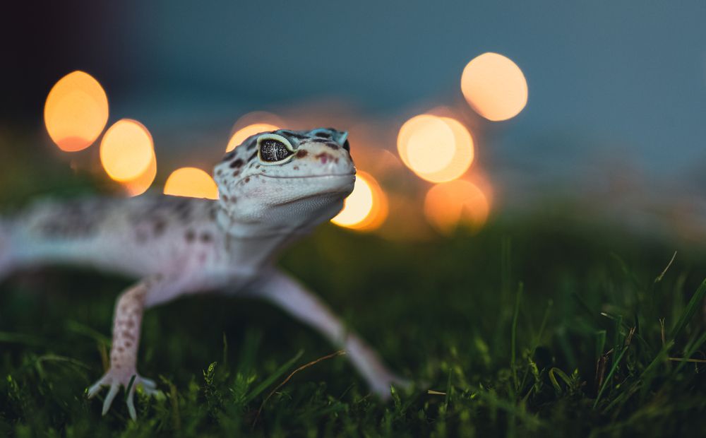 Photograph by Ognyan Levashki