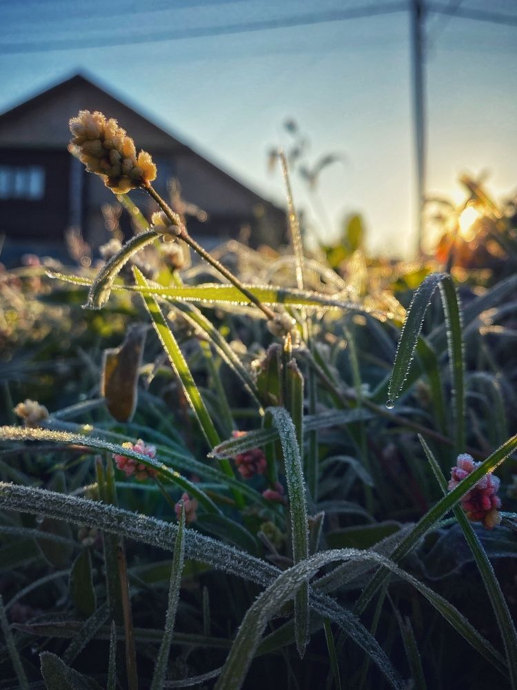 Утренняя свежесть
