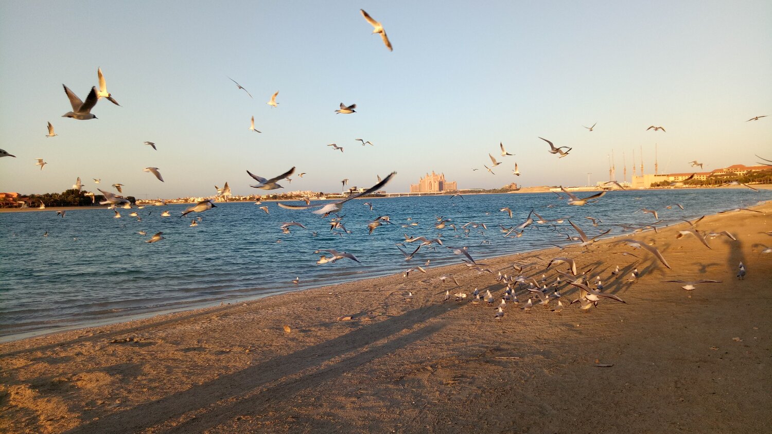 Flying birds