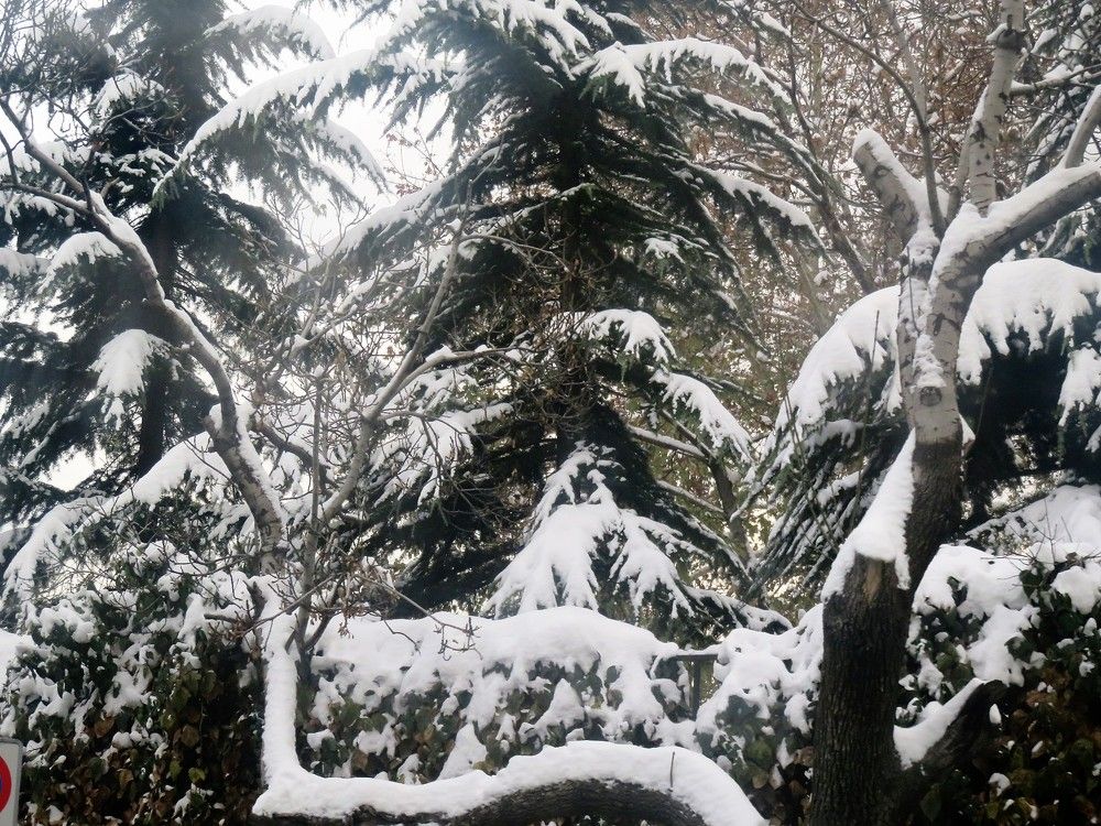 Trees under the snow