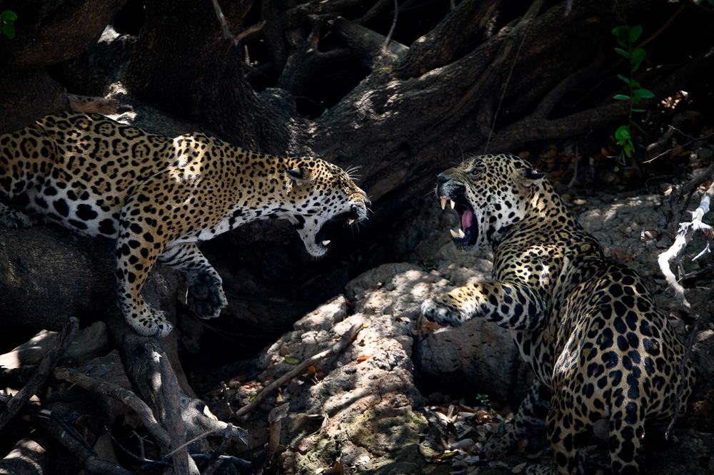 Photograph by Clément Fontaine