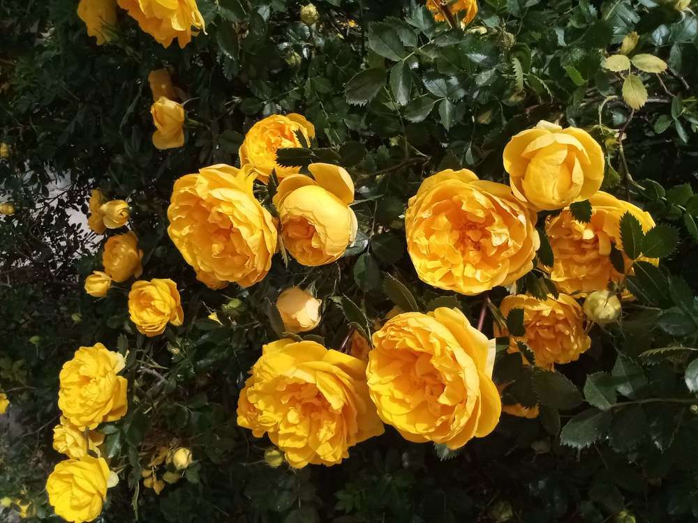 Солнечная роза