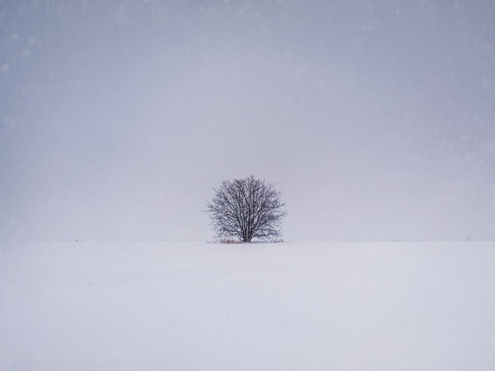 snowy lone tree