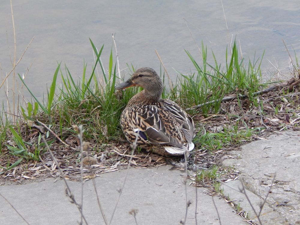 Photograph by Андрей Соколов