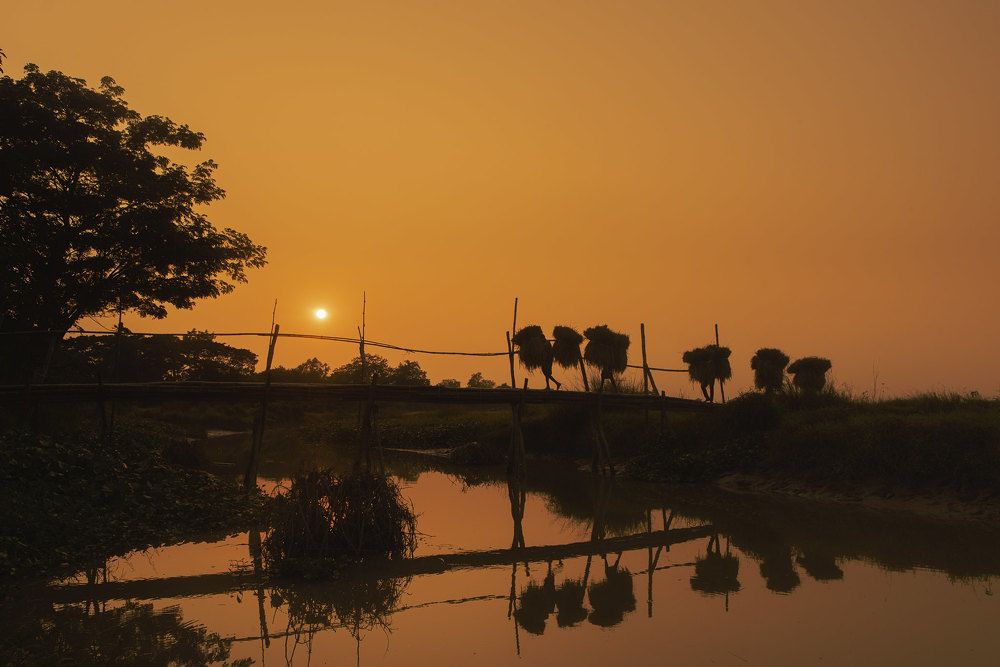 One of the largest paddy fields in Bangladesh