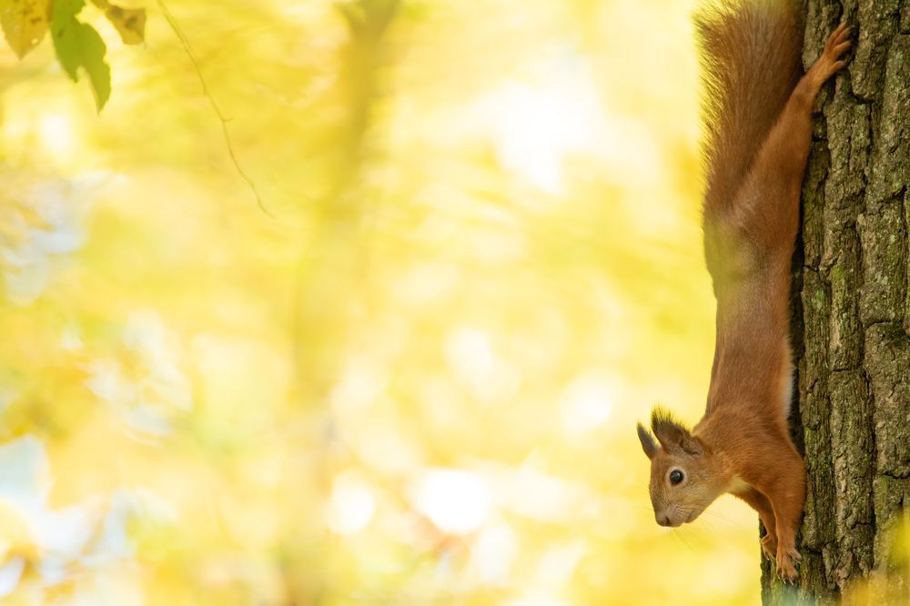 Фотография автора Михайло Павленко