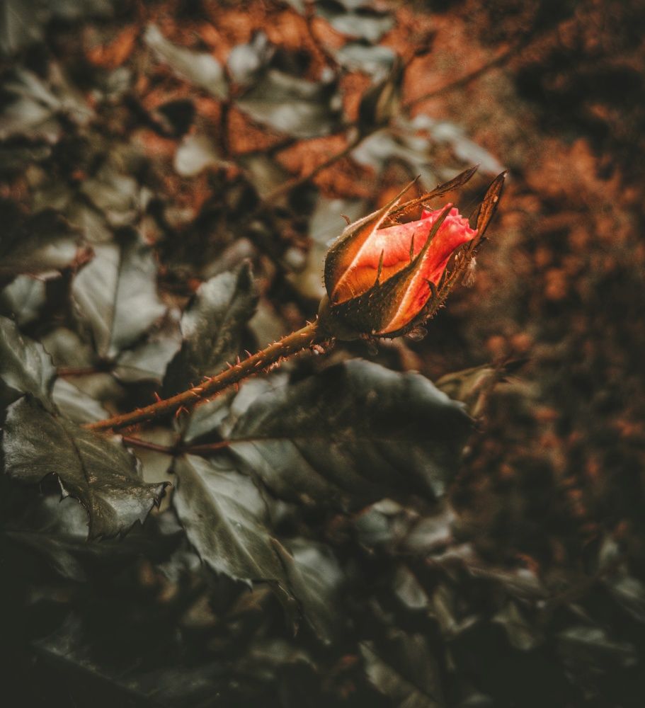 Photograph by Владимир Алейников