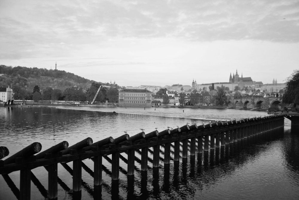 Seagulls on Vltava River