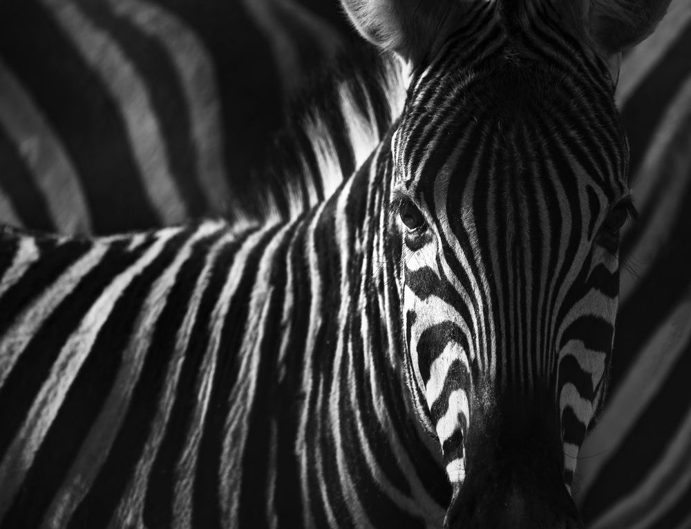 Zebra portrait