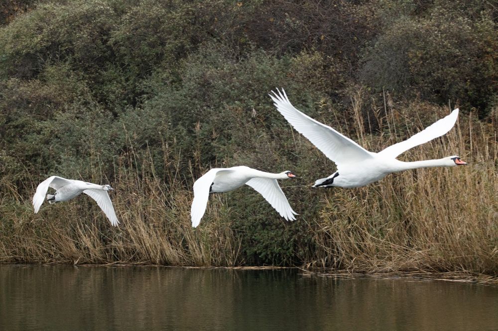 Photograph by Алексей Шамашов