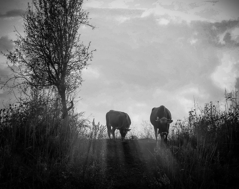 Photograph by Giuseppe Catalano