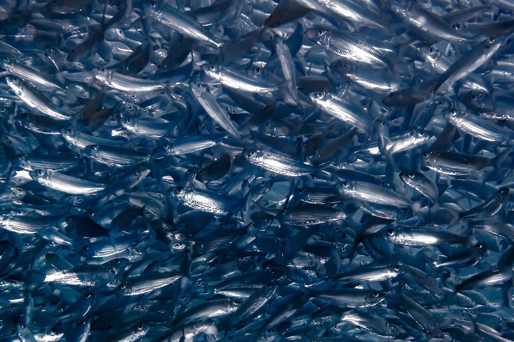 Photograph by Альт Эдуард