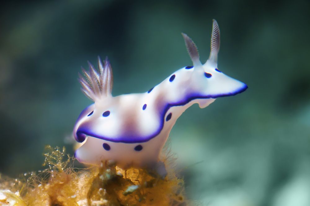 Photograph by Альт Эдуард