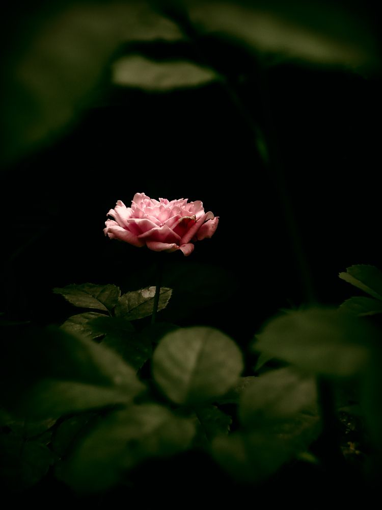 Photograph by Ashiq P F Mohammed