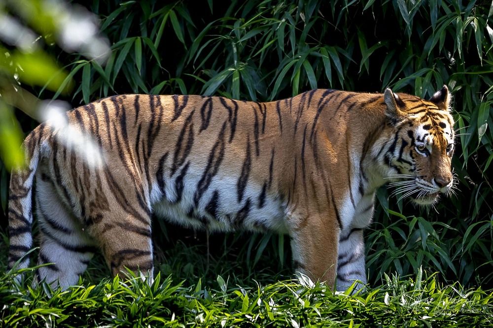 Фотография автора Aleksandr Dahov