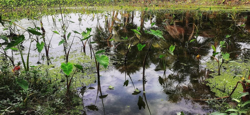 Photograph by Susobhan Biswas