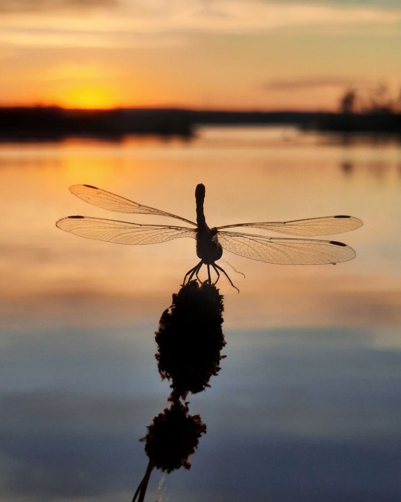 Фотография автора Olga Kunakova