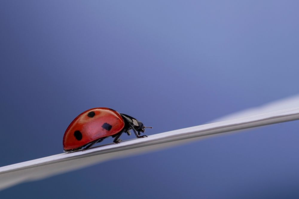 Photograph by Sleiby Hussam