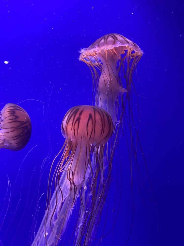 Photograph by Константин Нагорняк