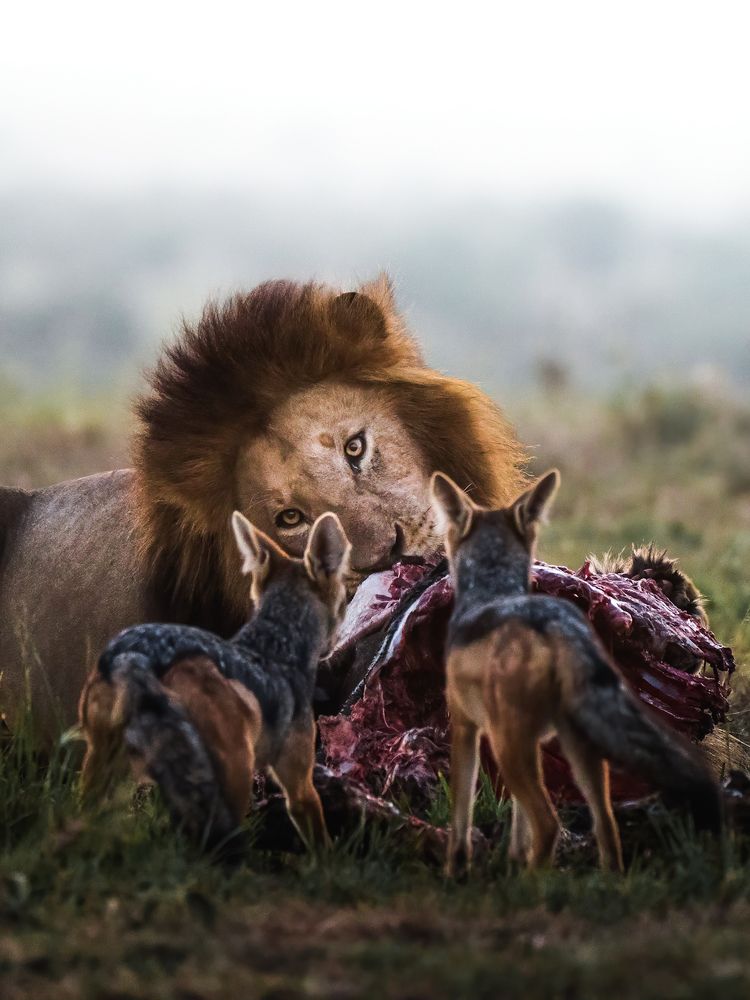 Photograph by Dhir Jakharia