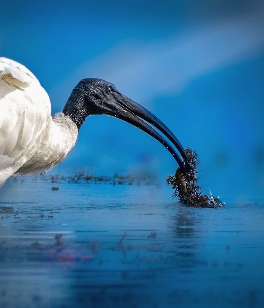 Photograph by Pratyayee Dutta