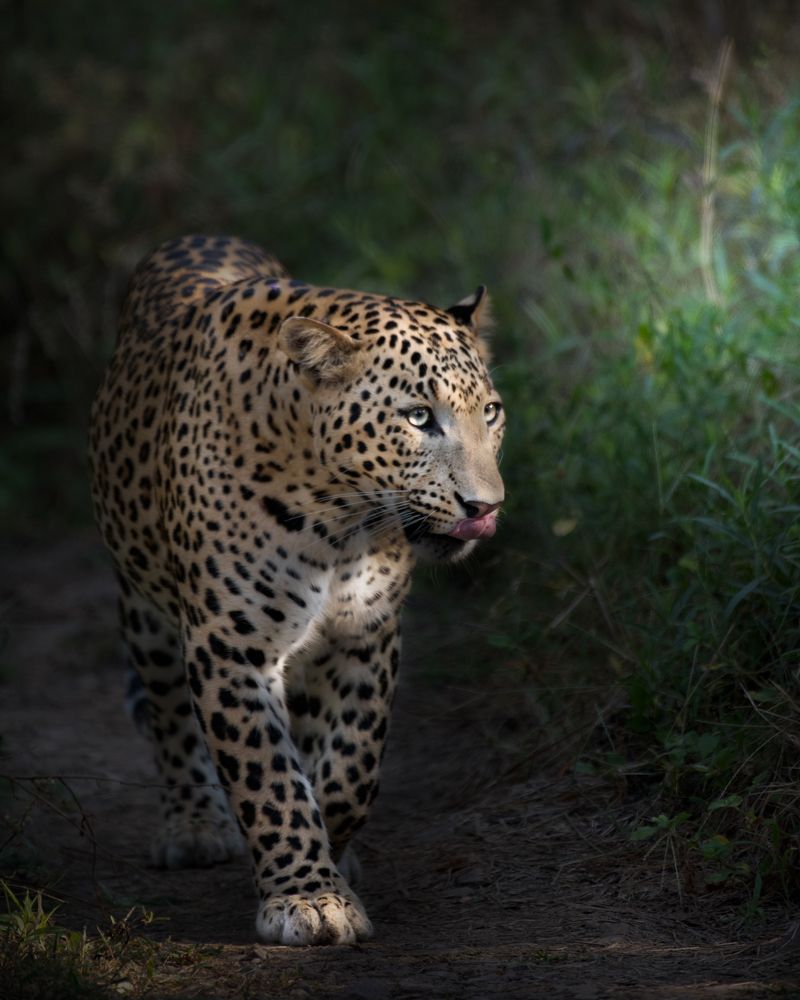 Фотография автора Sunny Saha Pramanick