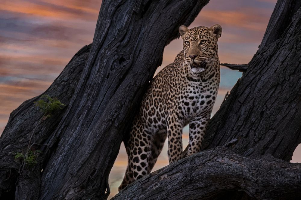 Photograph by Dr.Hitesh Patel