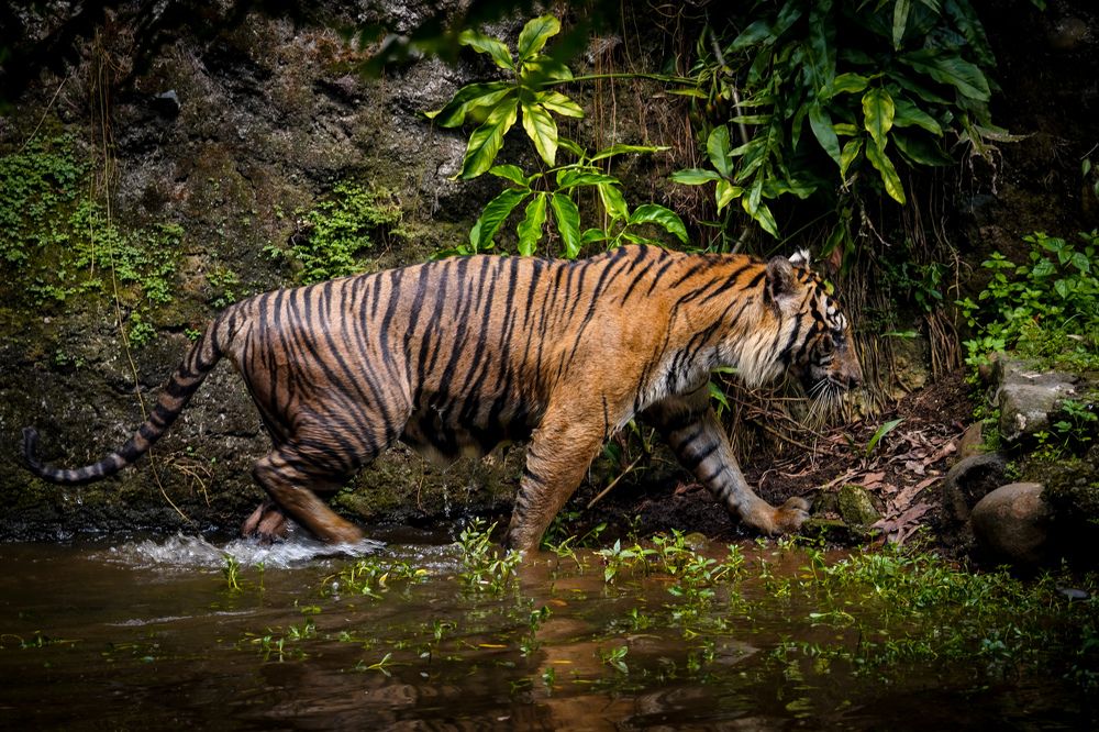 Photograph by Yustiawan