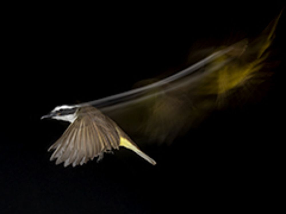 aves de mi jardin con estela