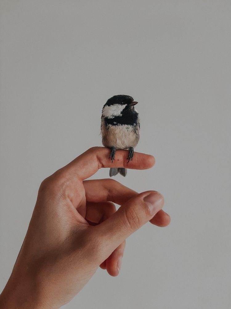 Лучше синица в руках....