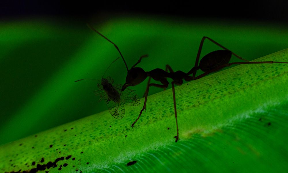 Фотография автора Sasindu Pramuditha