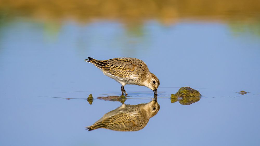 Photograph by Валерий Шурмиль