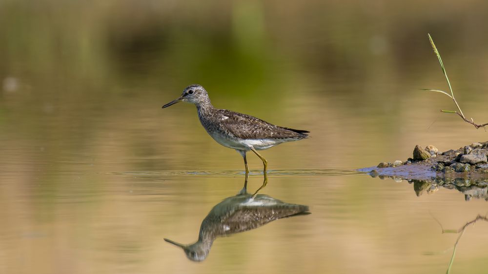 Photograph by Валерий Шурмиль