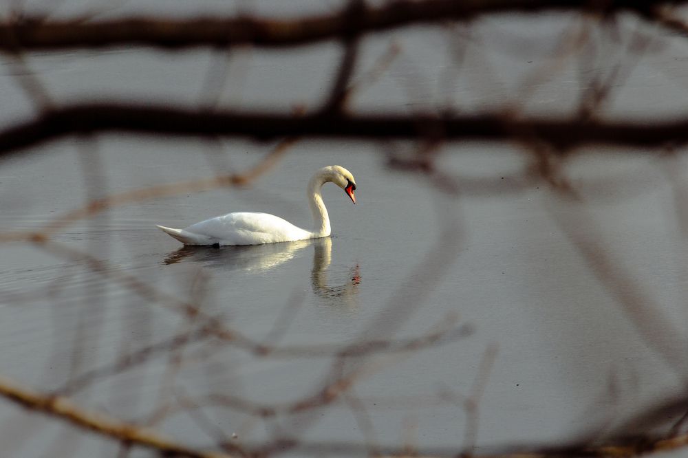 Фотография автора Илья Исаев