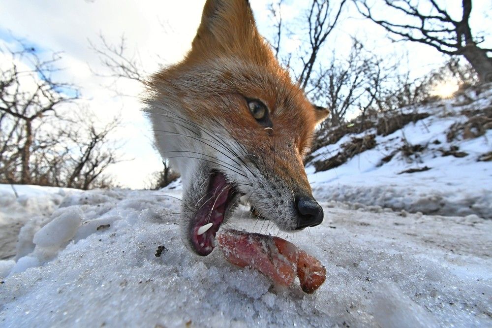 Photograph by Александр Рыжук