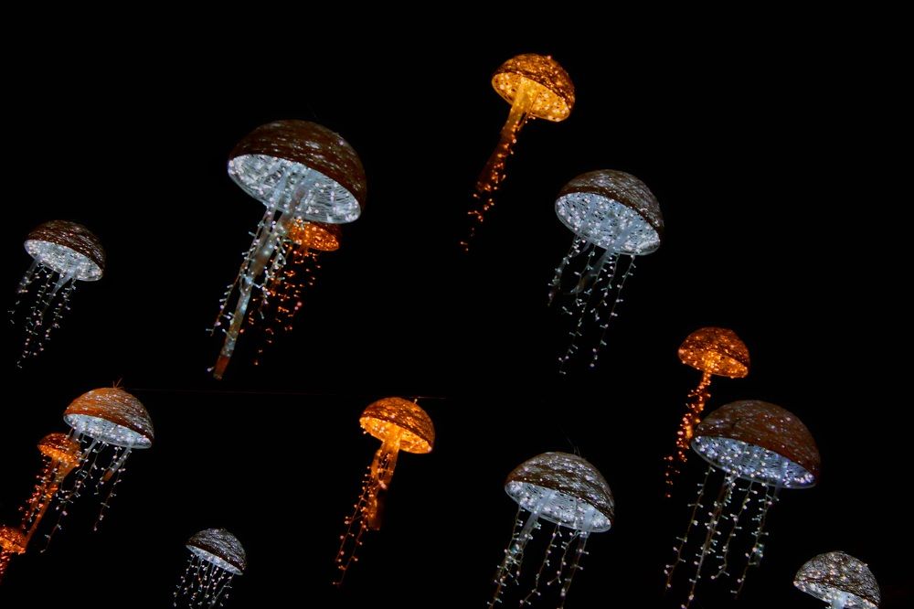 Photograph by Francisco Ferreira