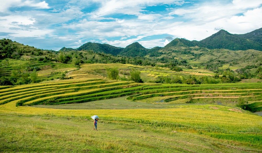 A Walk in the Rice Terraces