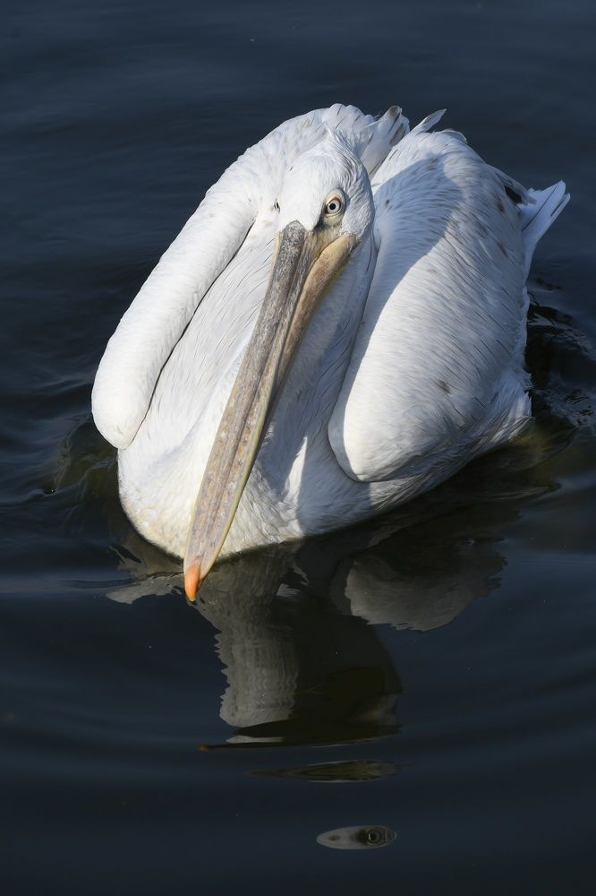 Pelican