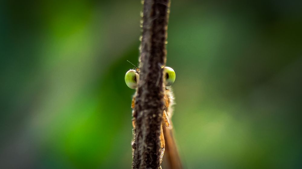 Photograph by Soaham Sur