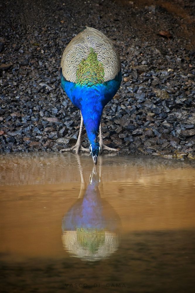 Photograph by Amit Solanki