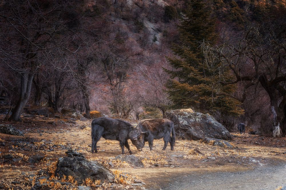 Bulls in Yubeng village in Yunnan, China