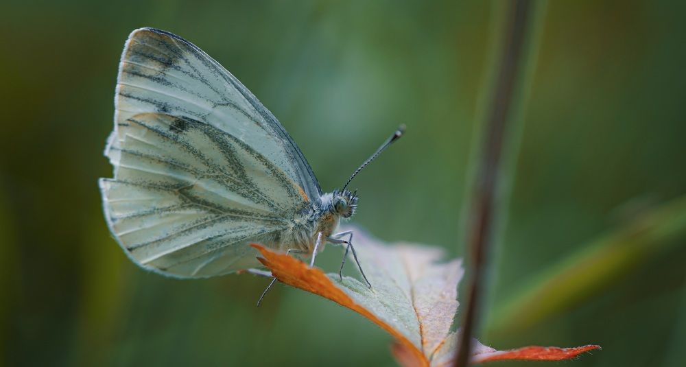 Цветная фантазия