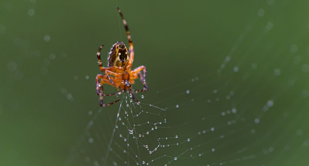 Photograph by Георгий Маршал