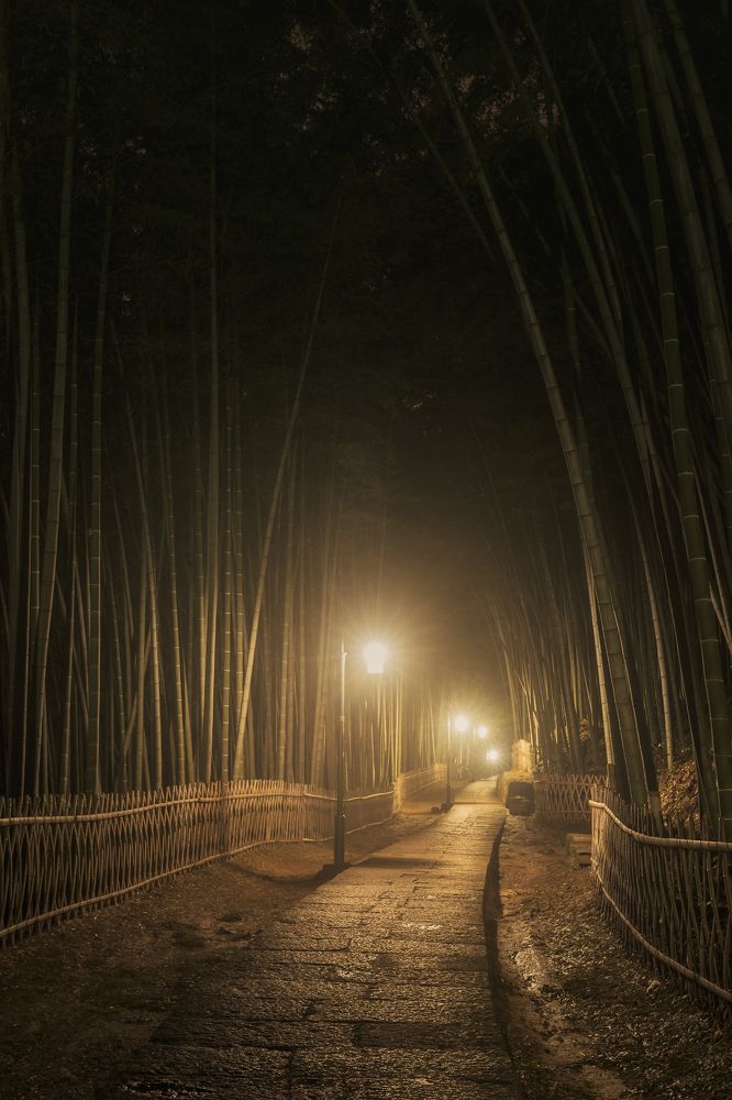 Bamboo alley near the West Lake in Hangzhou