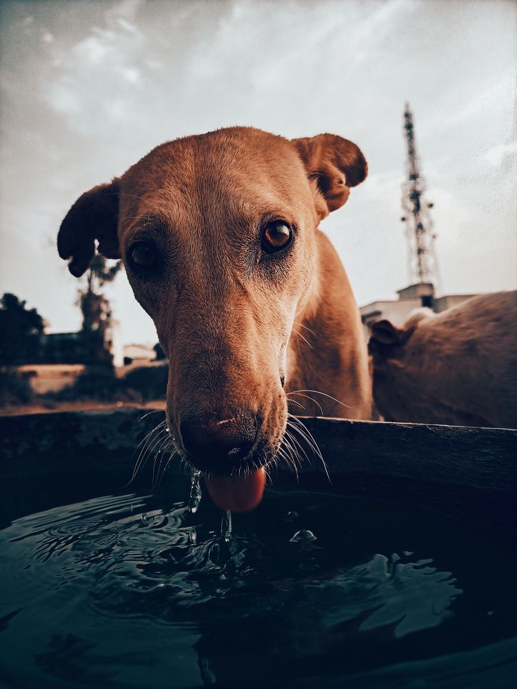 Thirsty dog.