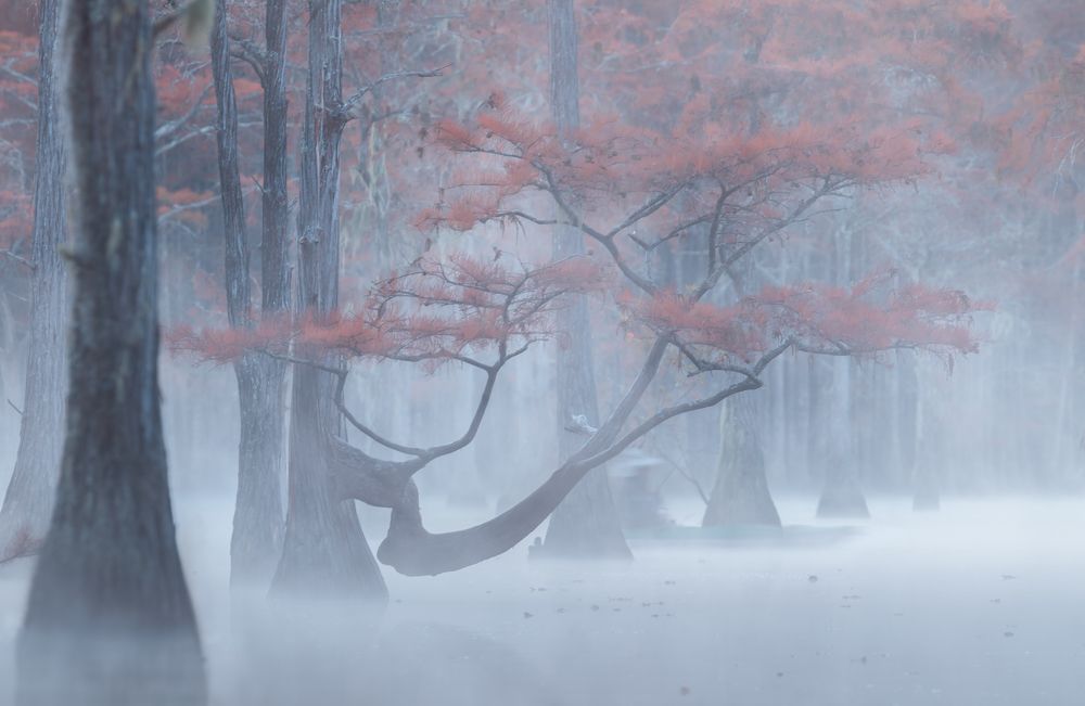 Cypress ghostliness...