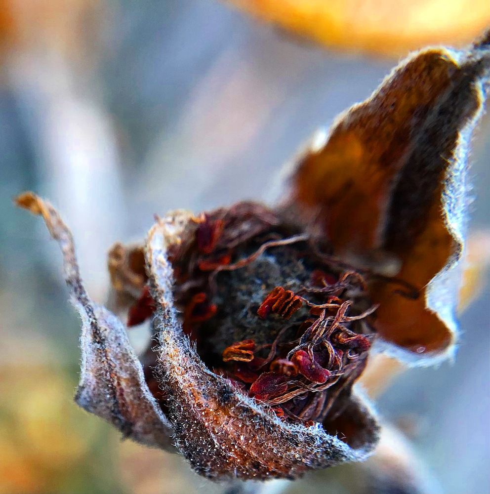 The amazing beauty of the rosehip flower.