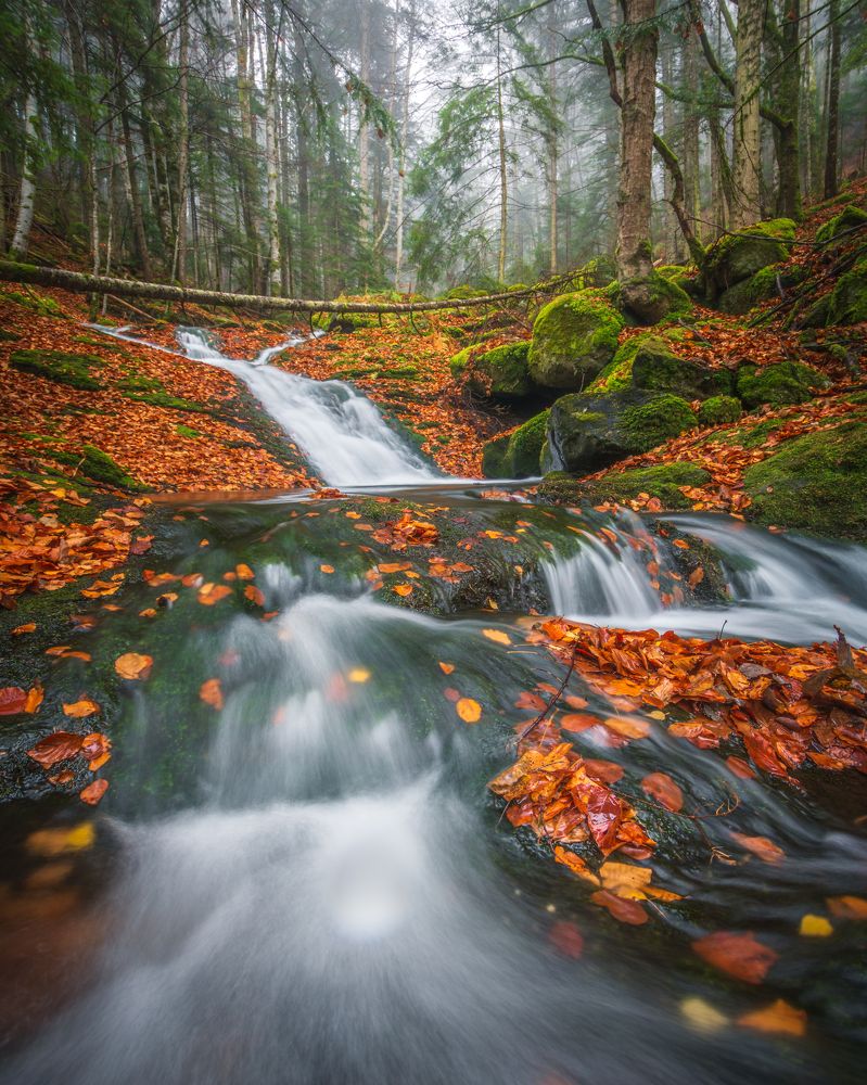 Autumn in the forest