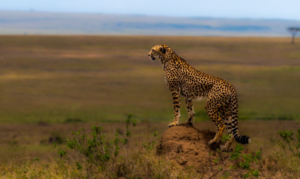 Photograph by Hari Govindarajulu